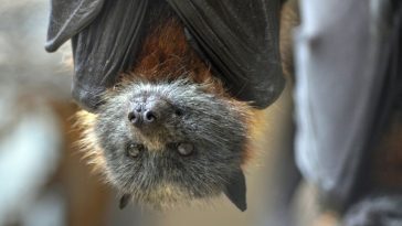 nietoperze w domu