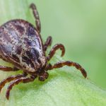 gdzie kleszcze z boreliozą