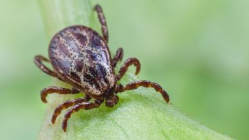 gdzie kleszcze z boreliozą