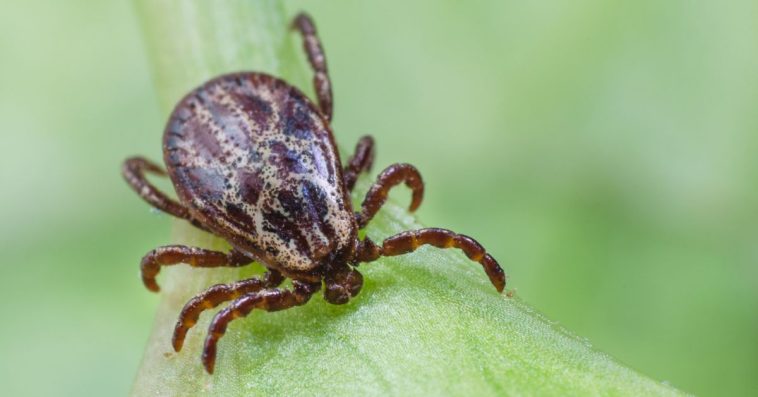 gdzie kleszcze z boreliozą
