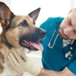 obowiązkowe czipowanie psów i kotów