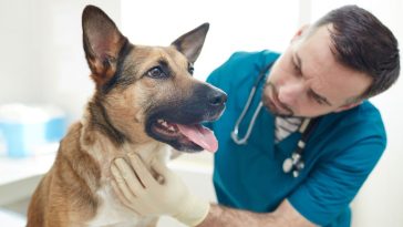 obowiązkowe czipowanie psów i kotów