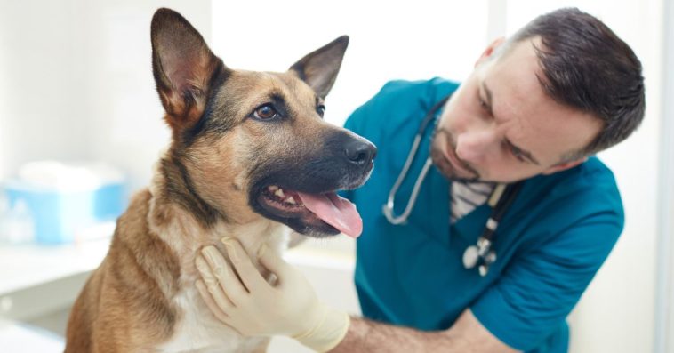 obowiązkowe czipowanie psów i kotów