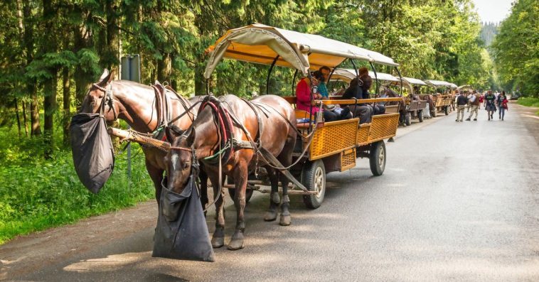 cena fiakrzy morskie oko