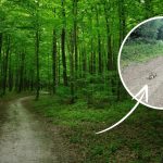 nadleśnictwo baligród facebook