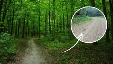 nadleśnictwo baligród facebook