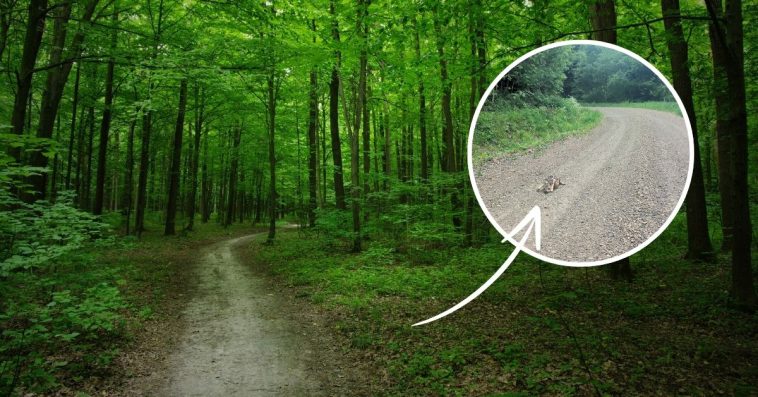 nadleśnictwo baligród facebook