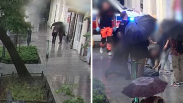 lublin pies wyskoczył z okna