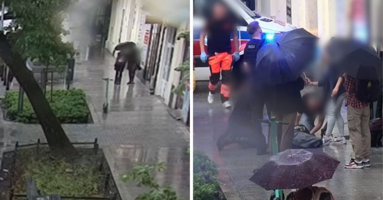 lublin pies wyskoczył z okna