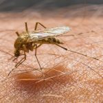 gorączka zachodniego nilu w warszawie