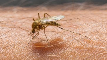 gorączka zachodniego nilu w warszawie