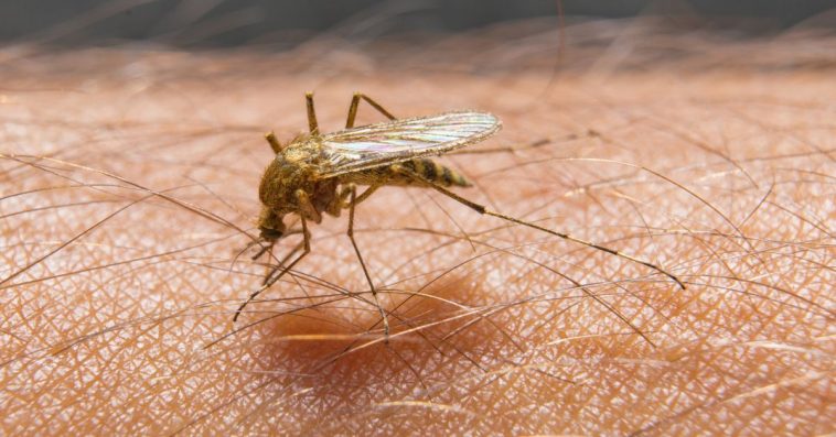 gorączka zachodniego nilu w warszawie