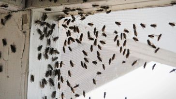 skuteczne sposoby na komary w domu