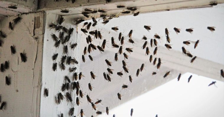 skuteczne sposoby na komary w domu