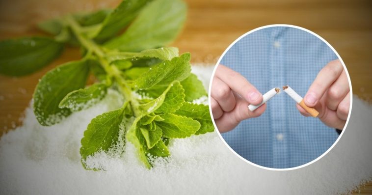 stewia na rzucenie palenia forum