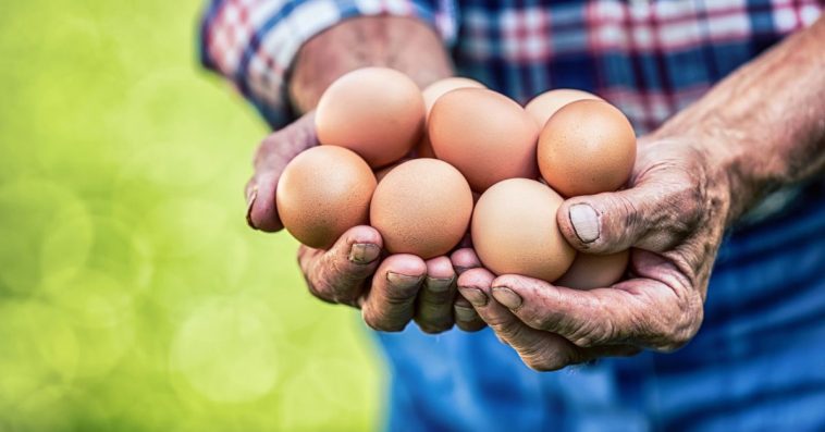 znakowanie jajek w polsce