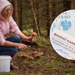 czy można wjechać samochodem do lasu