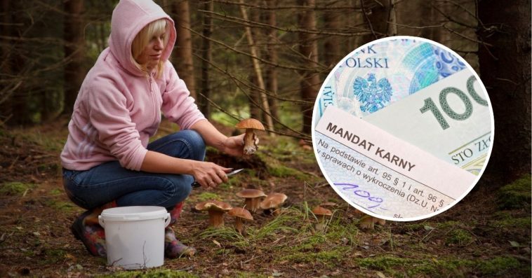 czy można wjechać samochodem do lasu