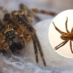 pająk nosferatu rozmiar