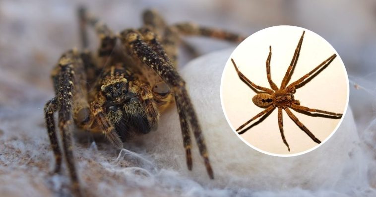 pająk nosferatu rozmiar