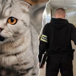 gdańsk policja wiadomości