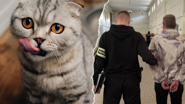 gdańsk policja wiadomości