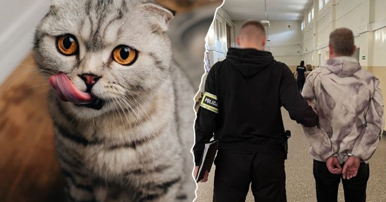 gdańsk policja wiadomości