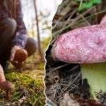 borowik królewski jak wygląda