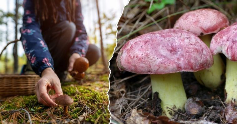 borowik królewski jak wygląda