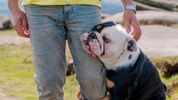 Dlaczego psy wąchają nasze krocze