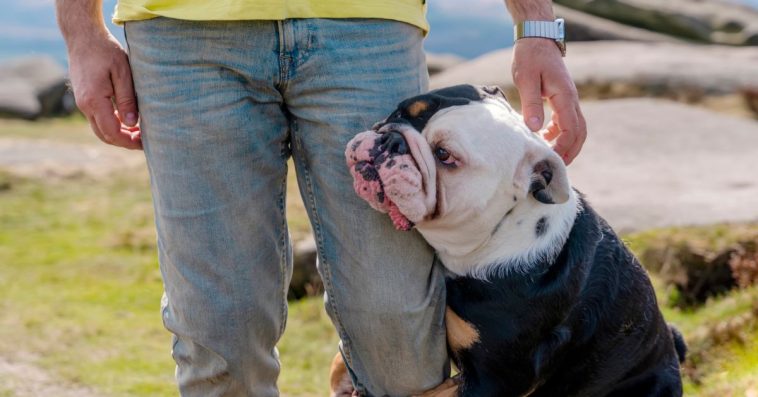 Dlaczego psy wąchają nasze krocze