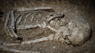 johann winkler lubań