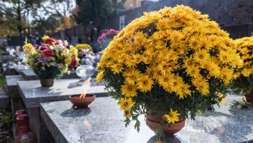 jakie chryzantemy na cmentarz 2024