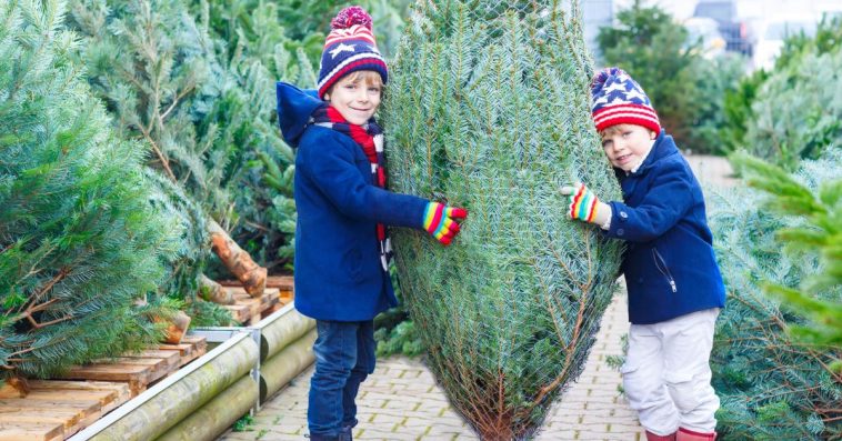 ceny choinek zywych 2024