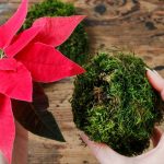 kwiat gwiazda betlejemska jak dbać