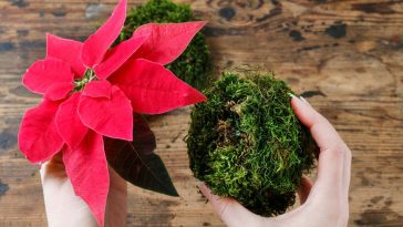 kwiat gwiazda betlejemska jak dbać