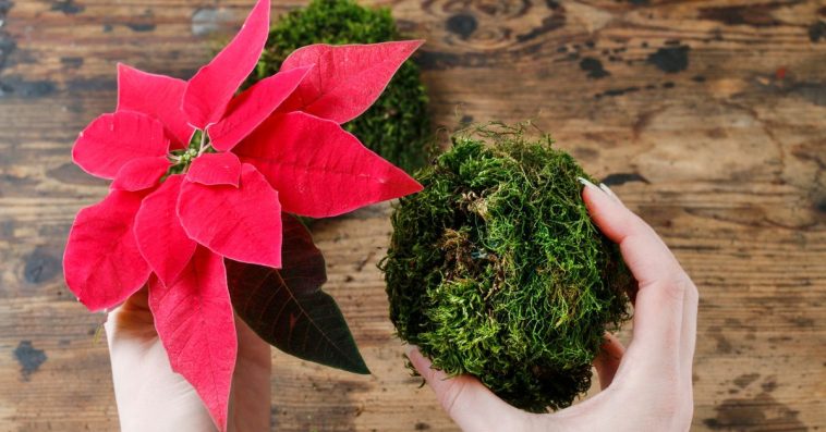 kwiat gwiazda betlejemska jak dbać