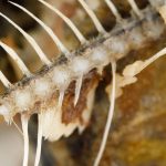 jak zmiękczyć ości w karpiu