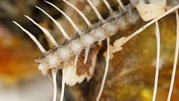 jak zmiękczyć ości w karpiu