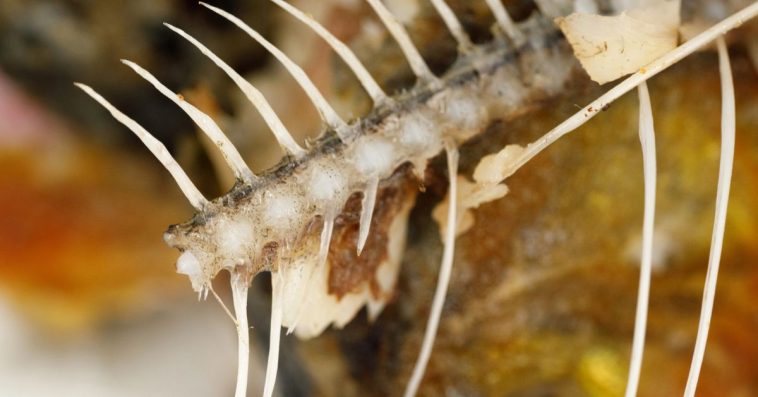 jak zmiękczyć ości w karpiu