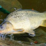 jaka ryba na wigilie zamiast karpia