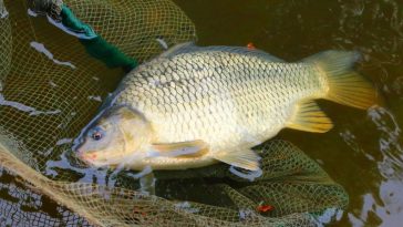 jaka ryba na wigilie zamiast karpia