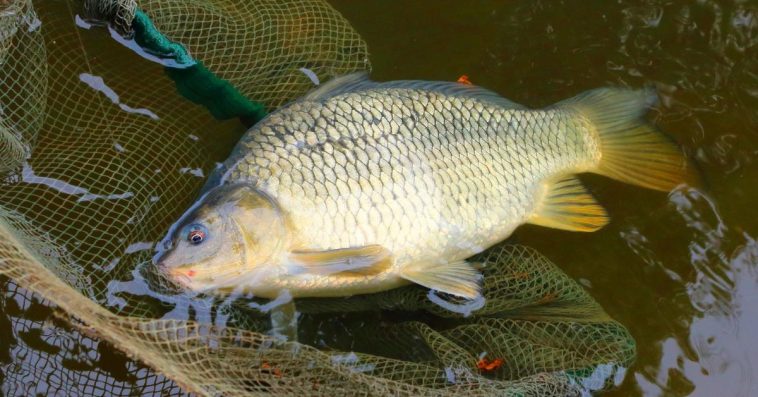 jaka ryba na wigilie zamiast karpia