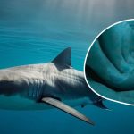 rekin połknął iphone