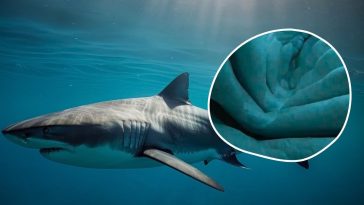 rekin połknął iphone