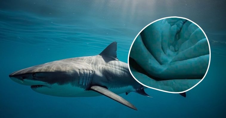 rekin połknął iphone