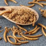 mącznik młynarek w jakich produktach