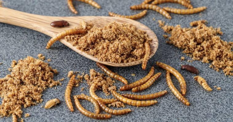 mącznik młynarek w jakich produktach