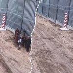 granica polsko-białoruska wiadomości