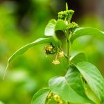 gurmar gymnema sylvestre